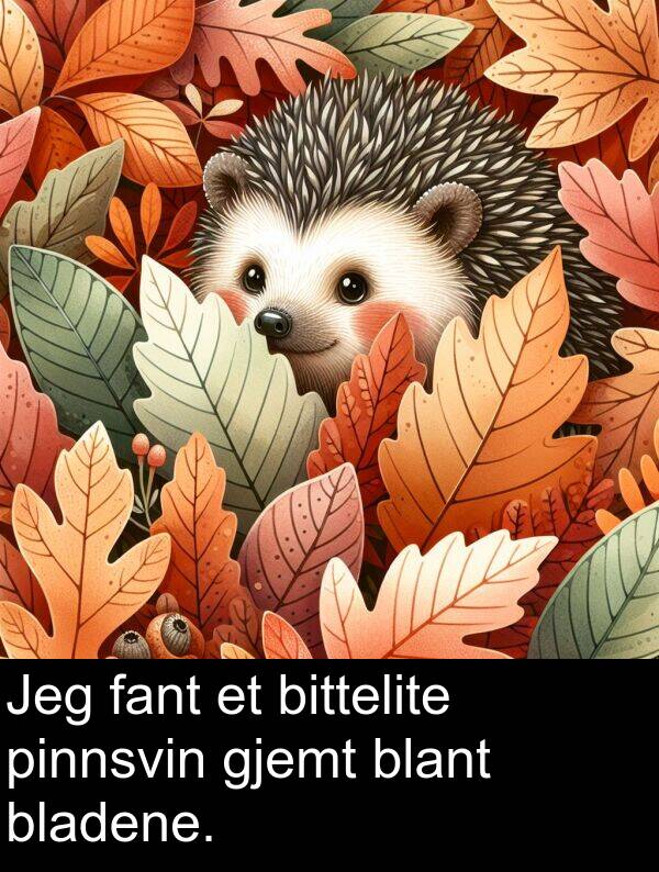 pinnsvin: Jeg fant et bittelite pinnsvin gjemt blant bladene.