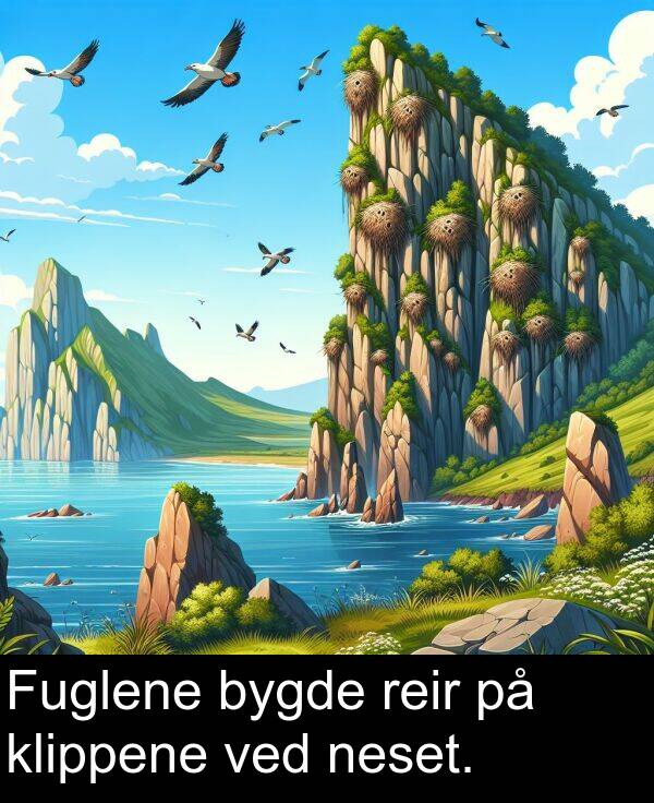 reir: Fuglene bygde reir på klippene ved neset.
