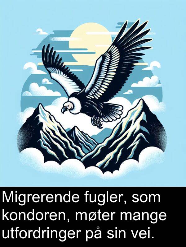 utfordringer: Migrerende fugler, som kondoren, møter mange utfordringer på sin vei.