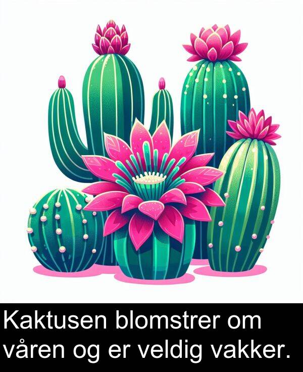 vakker: Kaktusen blomstrer om våren og er veldig vakker.