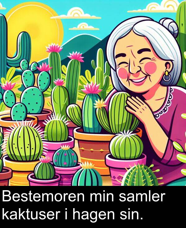 kaktuser: Bestemoren min samler kaktuser i hagen sin.