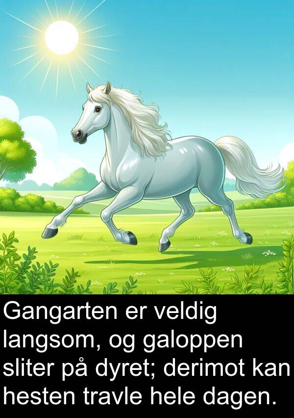 dyret: Gangarten er veldig langsom, og galoppen sliter på dyret; derimot kan hesten travle hele dagen.