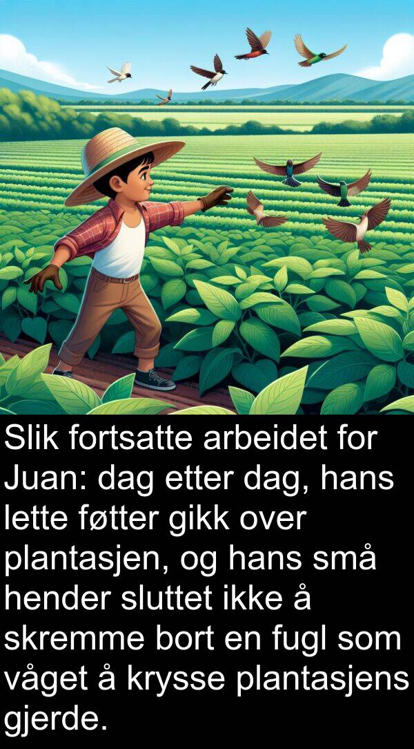 plantasjen: Slik fortsatte arbeidet for Juan: dag etter dag, hans lette føtter gikk over plantasjen, og hans små hender sluttet ikke å skremme bort en fugl som våget å krysse plantasjens gjerde.
