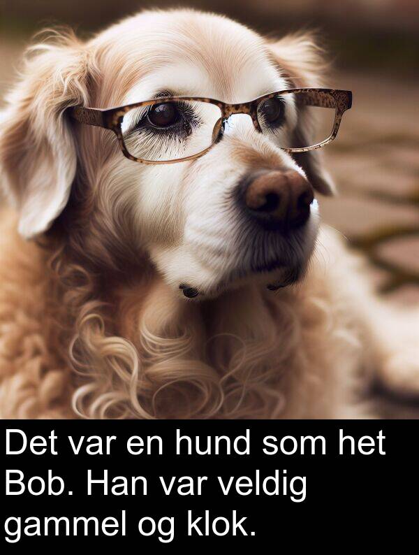 gammel: Det var en hund som het Bob. Han var veldig gammel og klok.