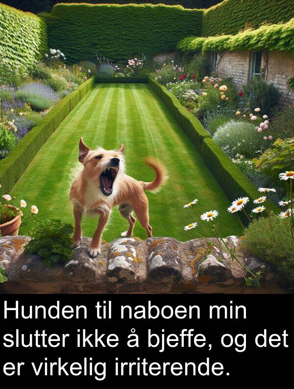 naboen: Hunden til naboen min slutter ikke å bjeffe, og det er virkelig irriterende.