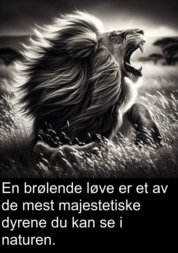 dyrene: En brølende løve er et av de mest majestetiske dyrene du kan se i naturen.