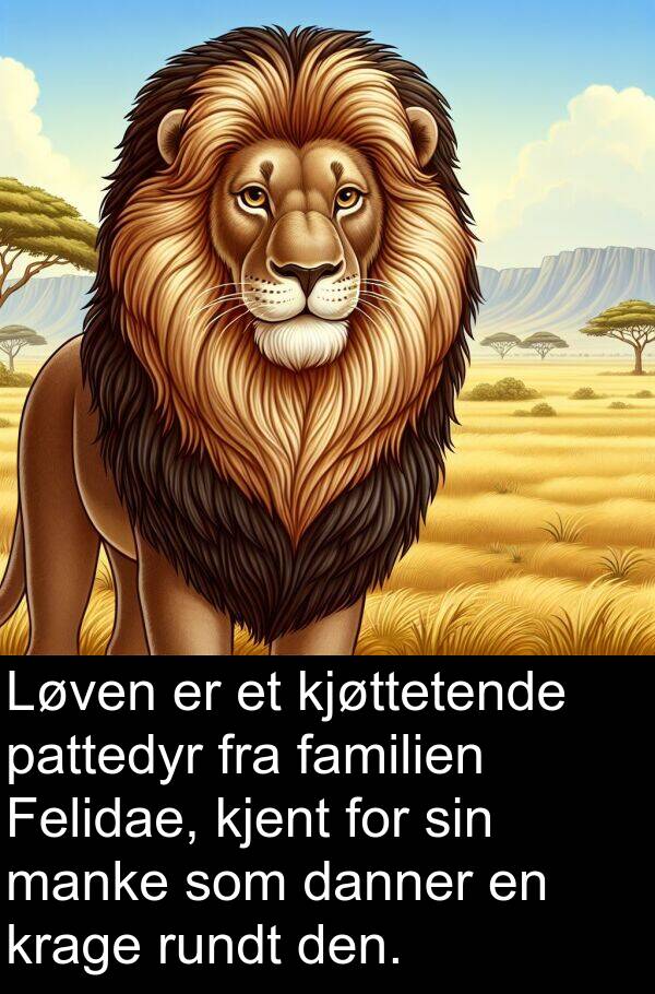 manke: Løven er et kjøttetende pattedyr fra familien Felidae, kjent for sin manke som danner en krage rundt den.