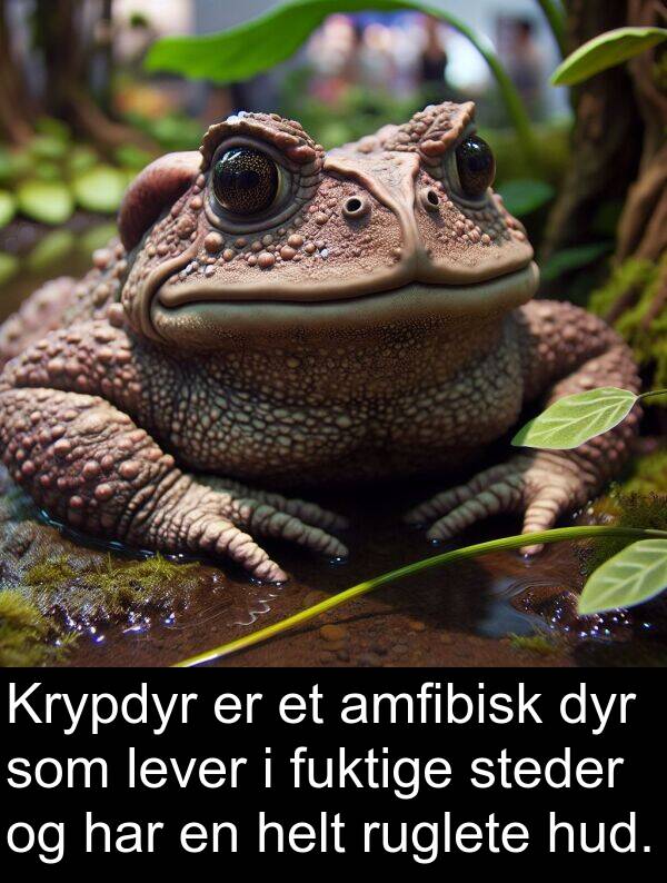 dyr: Krypdyr er et amfibisk dyr som lever i fuktige steder og har en helt ruglete hud.
