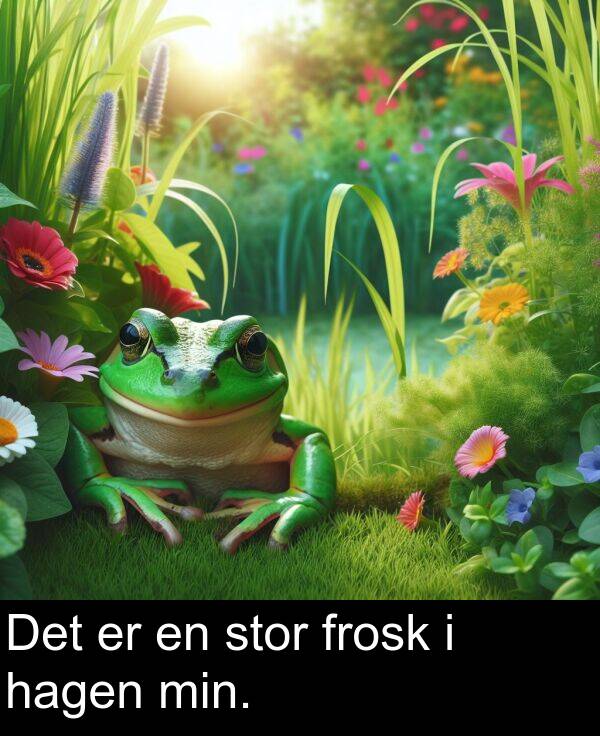min: Det er en stor frosk i hagen min.
