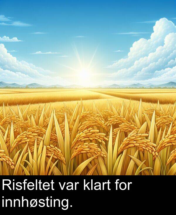 klart: Risfeltet var klart for innhøsting.