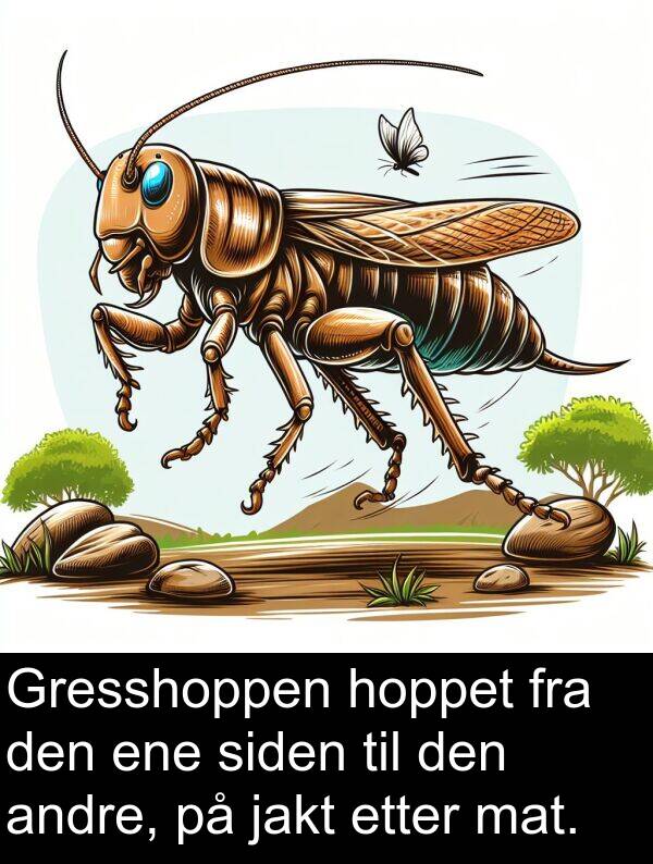 siden: Gresshoppen hoppet fra den ene siden til den andre, på jakt etter mat.