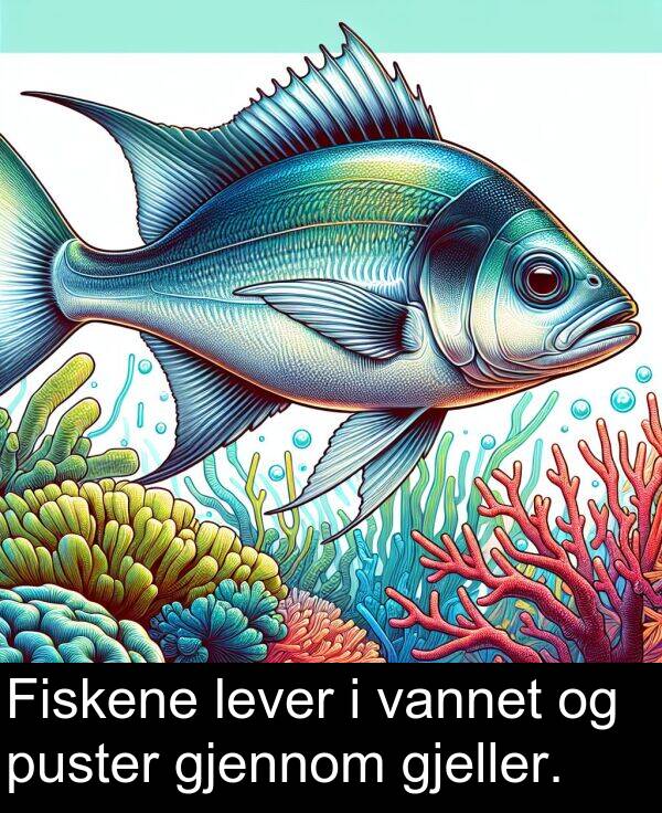 gjeller: Fiskene lever i vannet og puster gjennom gjeller.
