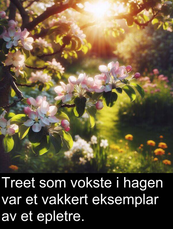 vakkert: Treet som vokste i hagen var et vakkert eksemplar av et epletre.
