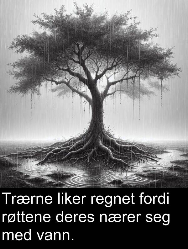 regnet: Trærne liker regnet fordi røttene deres nærer seg med vann.