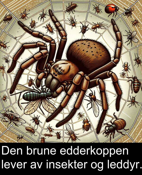 insekter: Den brune edderkoppen lever av insekter og leddyr.