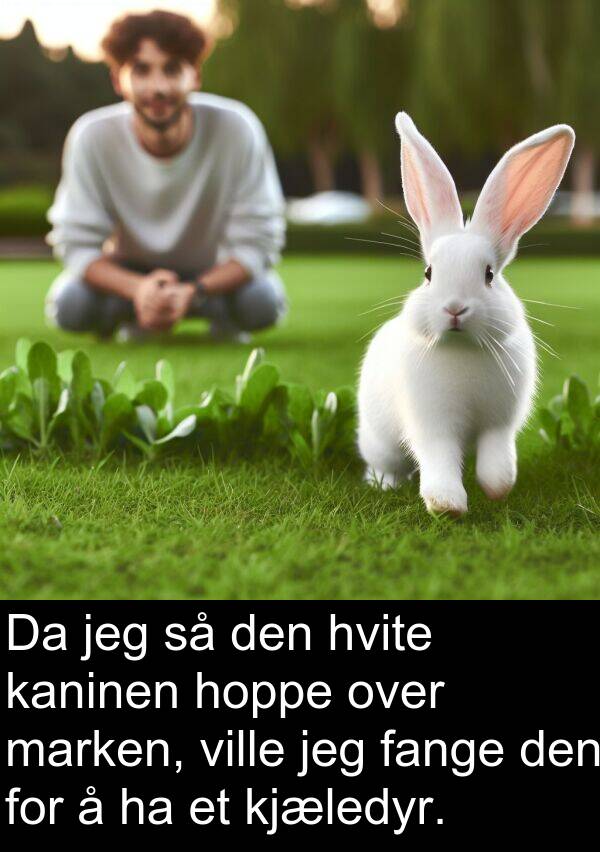 hvite: Da jeg så den hvite kaninen hoppe over marken, ville jeg fange den for å ha et kjæledyr.