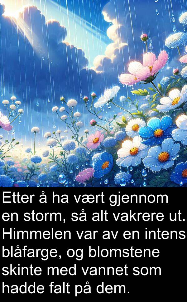 falt: Etter å ha vært gjennom en storm, så alt vakrere ut. Himmelen var av en intens blåfarge, og blomstene skinte med vannet som hadde falt på dem.