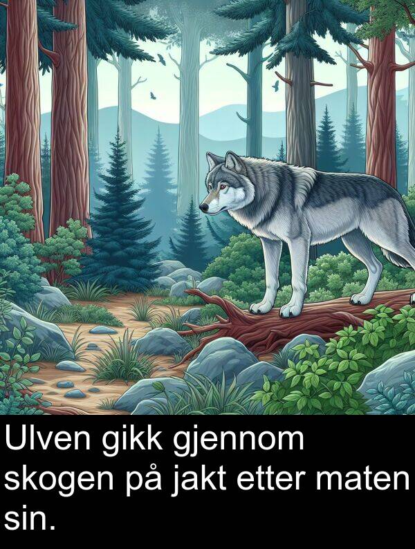 skogen: Ulven gikk gjennom skogen på jakt etter maten sin.
