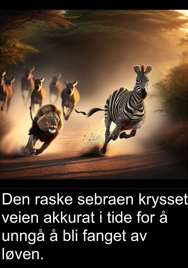 fanget: Den raske sebraen krysset veien akkurat i tide for å unngå å bli fanget av løven.