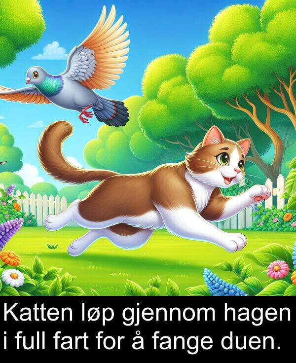 fange: Katten løp gjennom hagen i full fart for å fange duen.