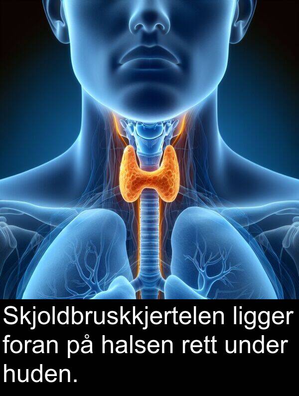 under: Skjoldbruskkjertelen ligger foran på halsen rett under huden.