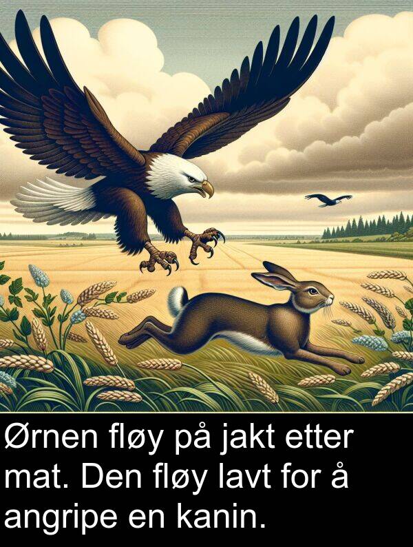 mat: Ørnen fløy på jakt etter mat. Den fløy lavt for å angripe en kanin.