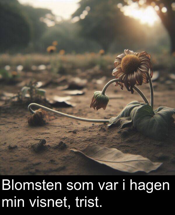 som: Blomsten som var i hagen min visnet, trist.