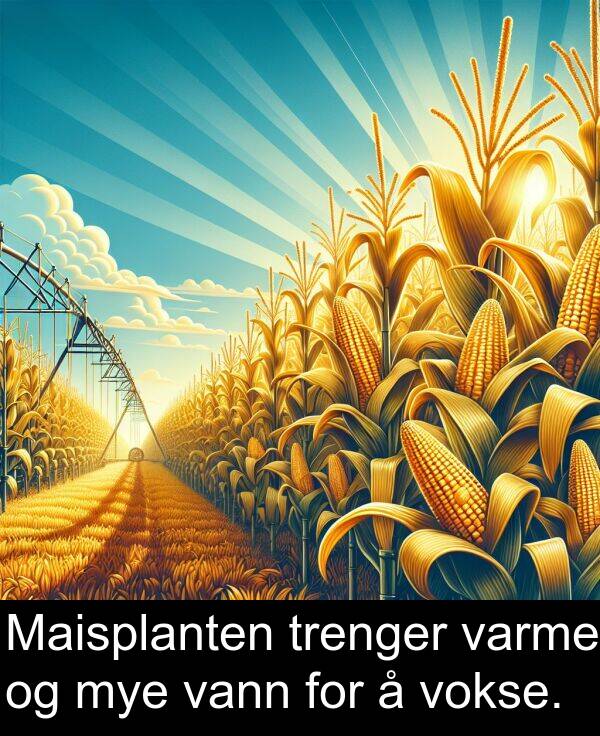 mye: Maisplanten trenger varme og mye vann for å vokse.