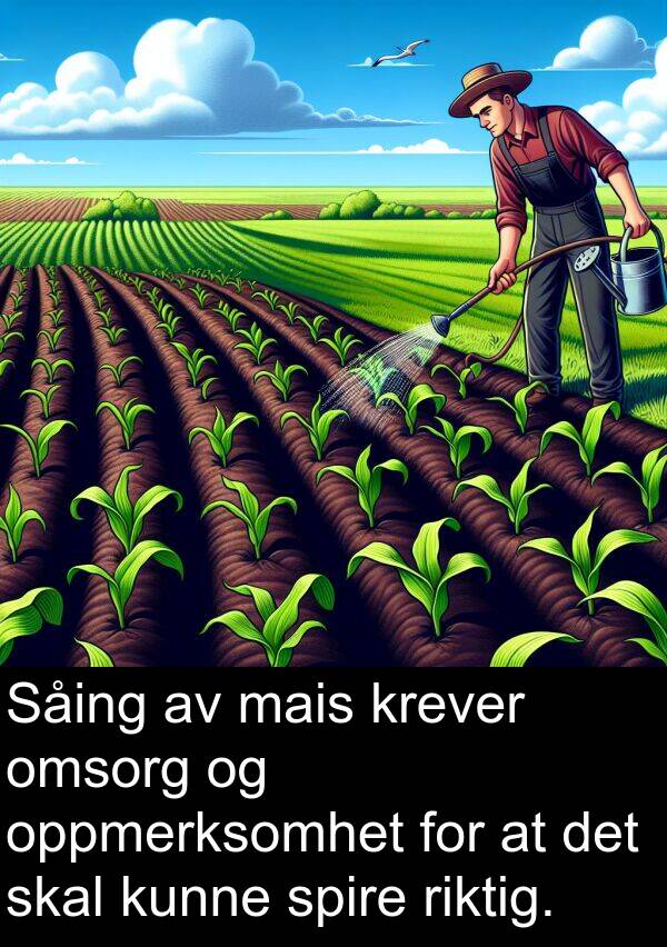 oppmerksomhet: Såing av mais krever omsorg og oppmerksomhet for at det skal kunne spire riktig.