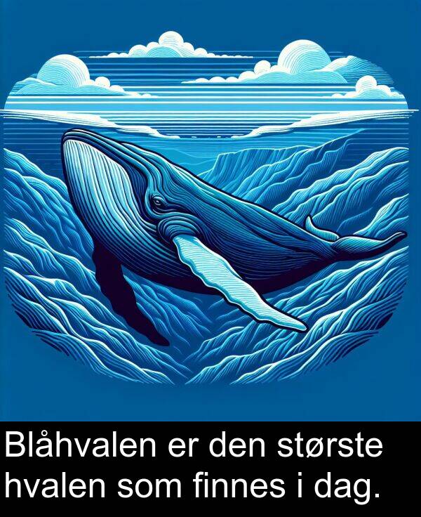 dag: Blåhvalen er den største hvalen som finnes i dag.