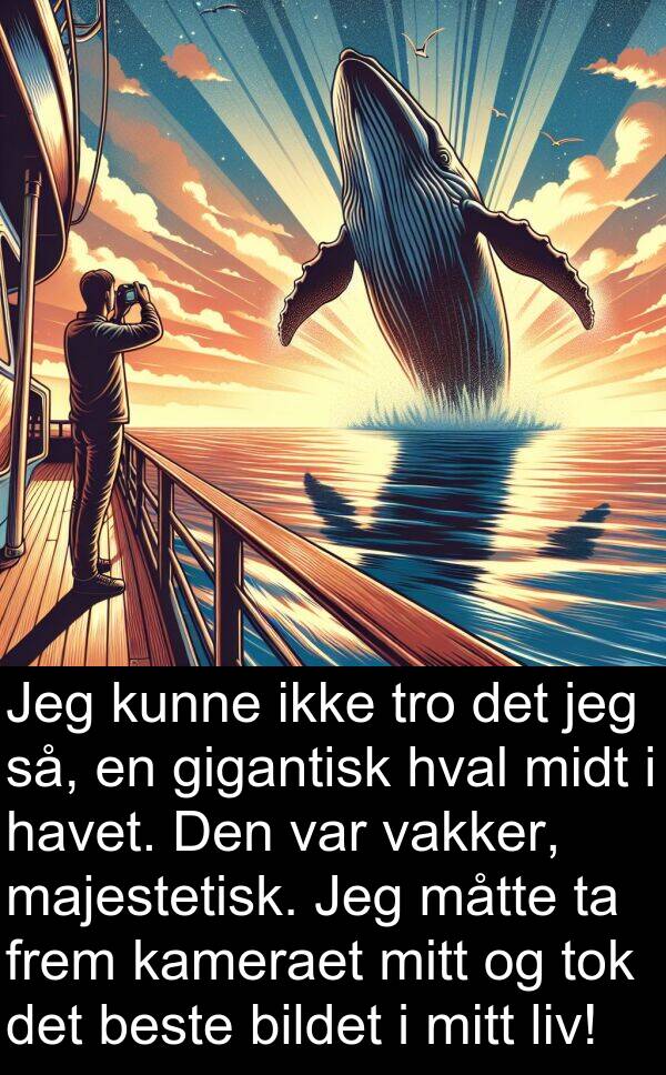 kameraet: Jeg kunne ikke tro det jeg så, en gigantisk hval midt i havet. Den var vakker, majestetisk. Jeg måtte ta frem kameraet mitt og tok det beste bildet i mitt liv!