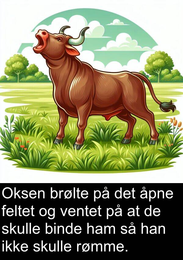 feltet: Oksen brølte på det åpne feltet og ventet på at de skulle binde ham så han ikke skulle rømme.