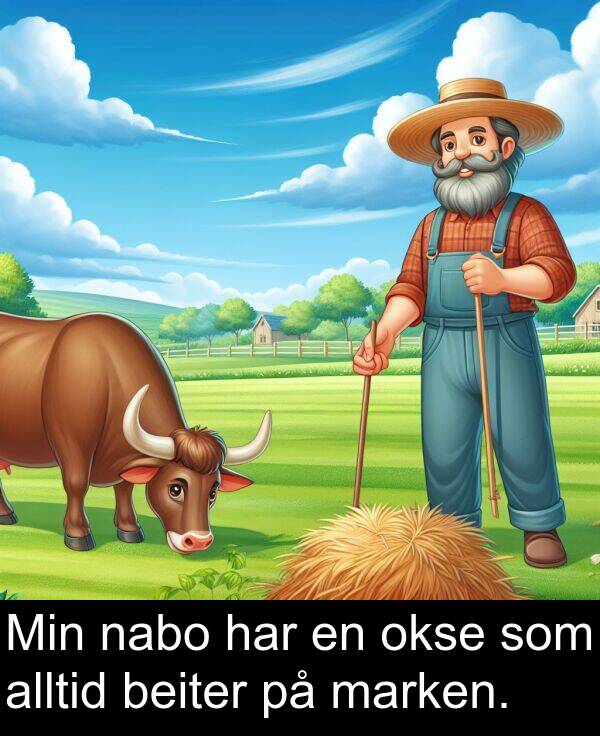 okse: Min nabo har en okse som alltid beiter på marken.