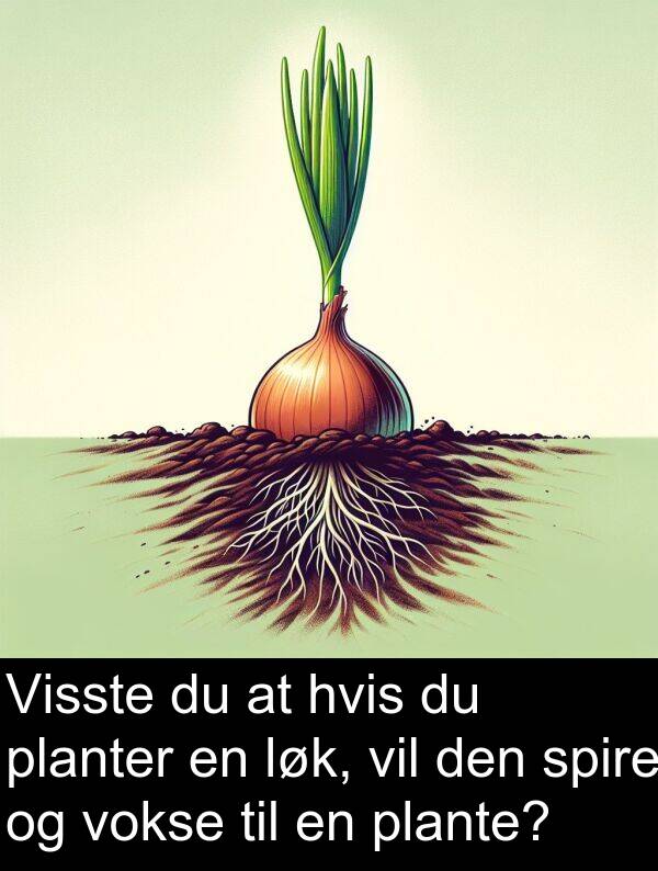 planter: Visste du at hvis du planter en løk, vil den spire og vokse til en plante?