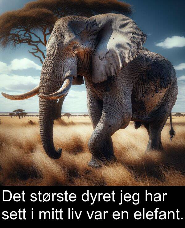 dyret: Det største dyret jeg har sett i mitt liv var en elefant.