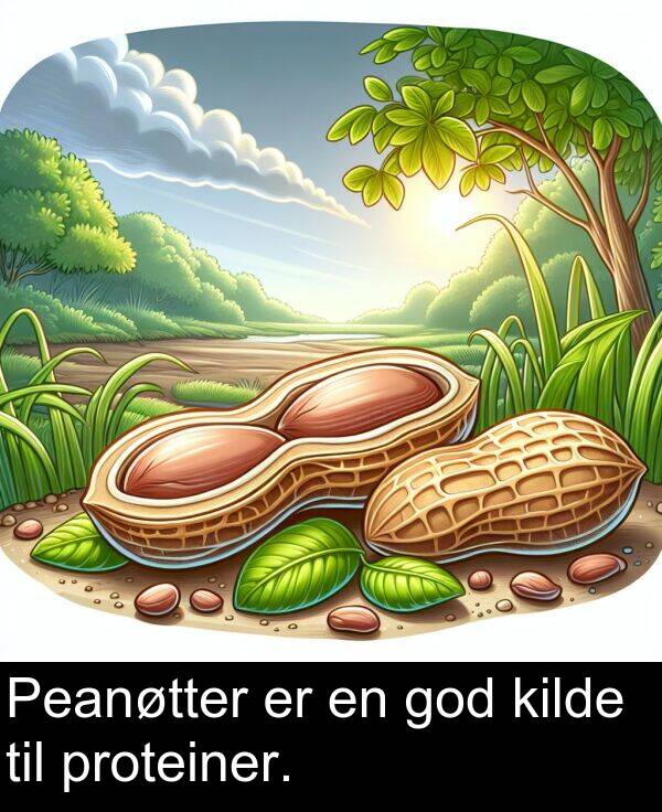 kilde: Peanøtter er en god kilde til proteiner.