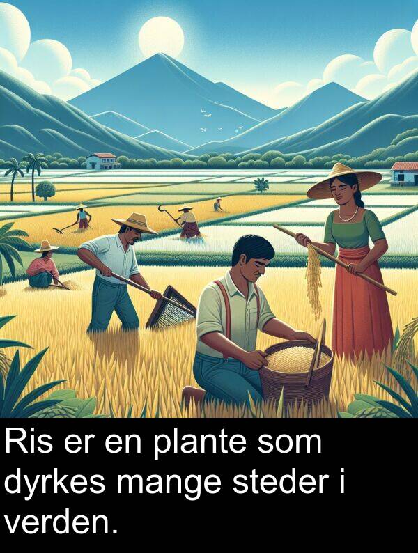 plante: Ris er en plante som dyrkes mange steder i verden.