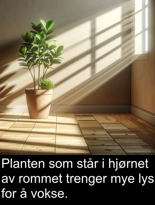 står: Planten som står i hjørnet av rommet trenger mye lys for å vokse.