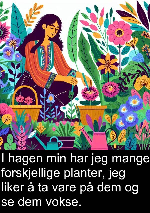 planter: I hagen min har jeg mange forskjellige planter, jeg liker å ta vare på dem og se dem vokse.