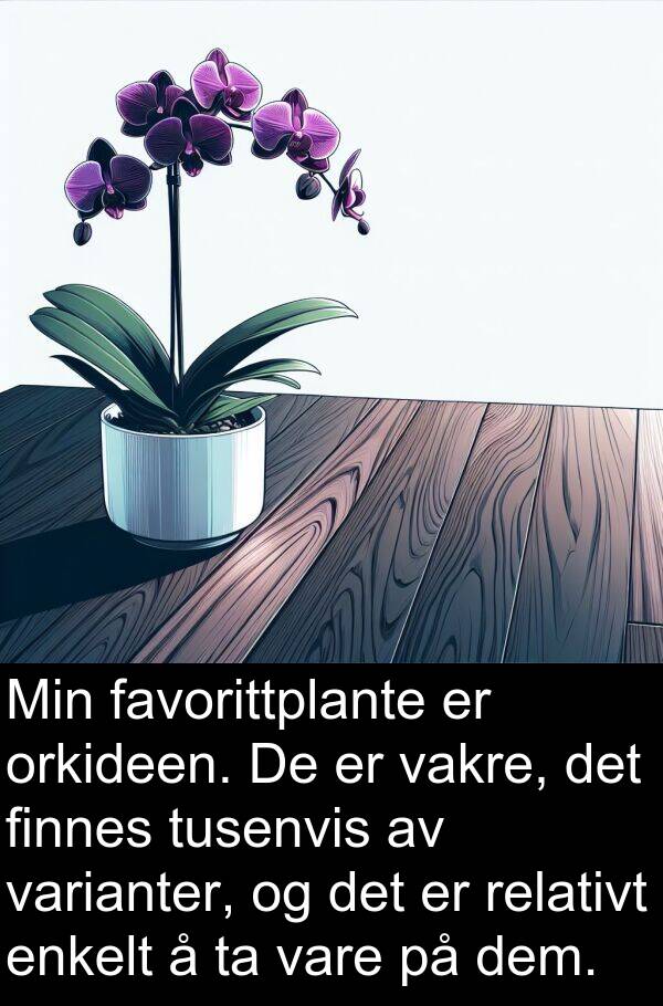 orkideen: Min favorittplante er orkideen. De er vakre, det finnes tusenvis av varianter, og det er relativt enkelt å ta vare på dem.