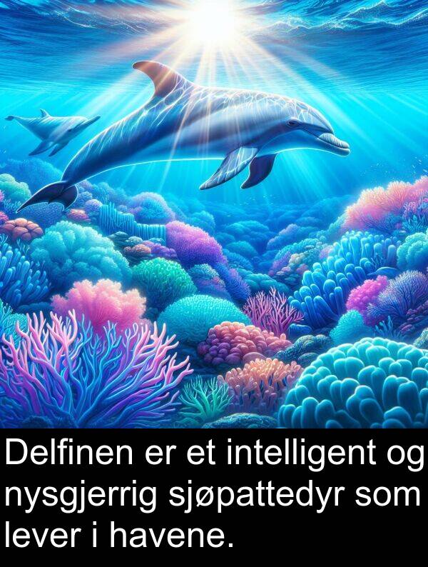intelligent: Delfinen er et intelligent og nysgjerrig sjøpattedyr som lever i havene.