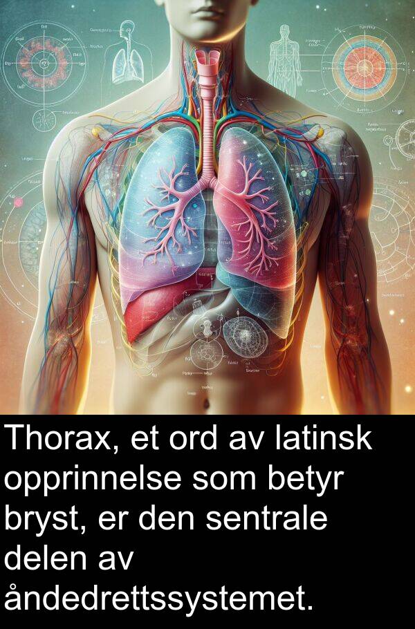 ord: Thorax, et ord av latinsk opprinnelse som betyr bryst, er den sentrale delen av åndedrettssystemet.