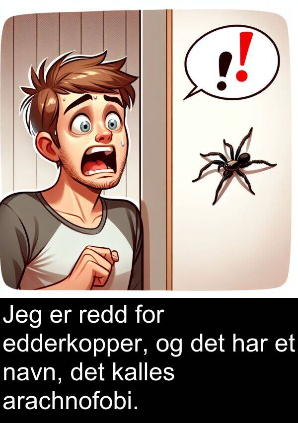 redd: Jeg er redd for edderkopper, og det har et navn, det kalles arachnofobi.