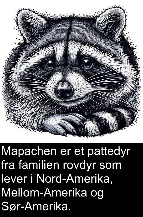 familien: Mapachen er et pattedyr fra familien rovdyr som lever i Nord-Amerika, Mellom-Amerika og Sør-Amerika.