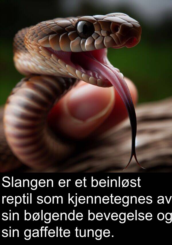 kjennetegnes: Slangen er et beinløst reptil som kjennetegnes av sin bølgende bevegelse og sin gaffelte tunge.