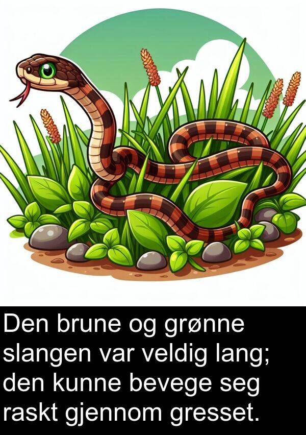 raskt: Den brune og grønne slangen var veldig lang; den kunne bevege seg raskt gjennom gresset.