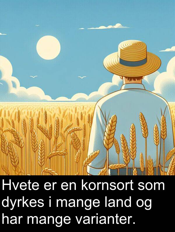 dyrkes: Hvete er en kornsort som dyrkes i mange land og har mange varianter.