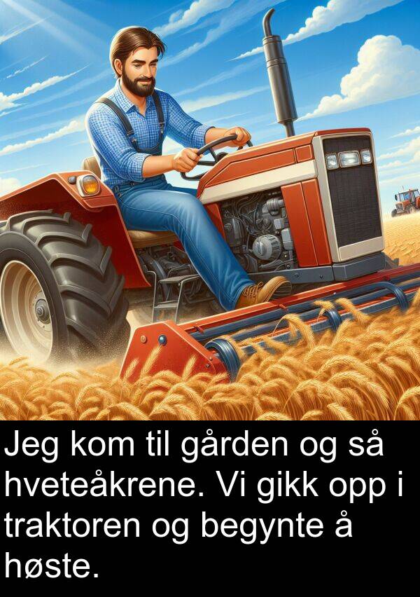 høste: Jeg kom til gården og så hveteåkrene. Vi gikk opp i traktoren og begynte å høste.