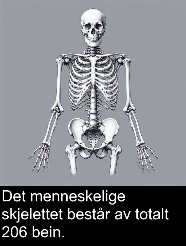 menneskelige: Det menneskelige skjelettet består av totalt 206 bein.