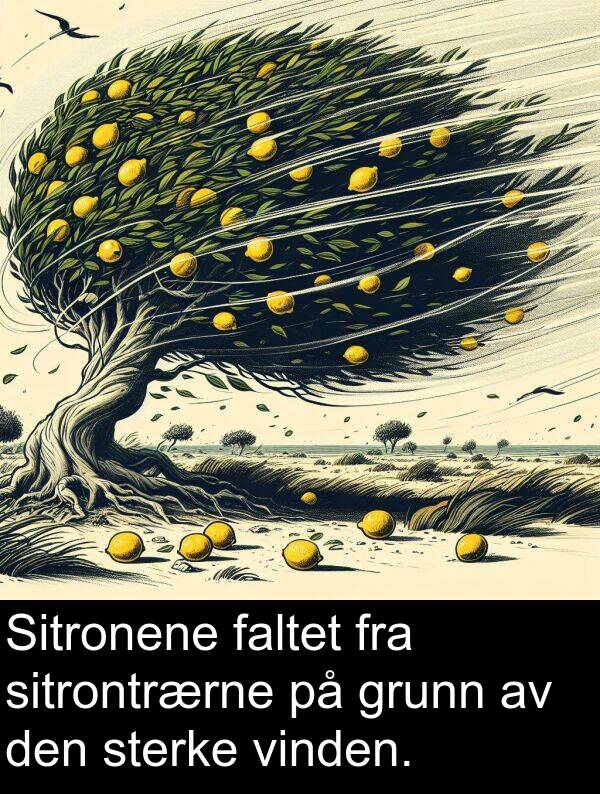 grunn: Sitronene faltet fra sitrontrærne på grunn av den sterke vinden.